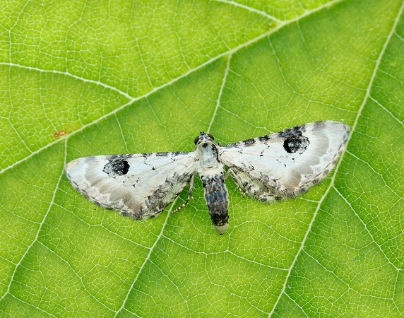 70.173 BF1825 Lime-speck Pug Eupithecia centaureata