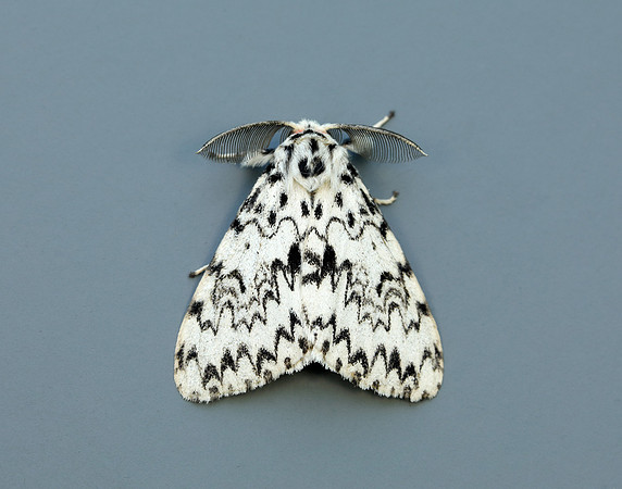 72.010 BF2033 Black Arches Lymantria monacha