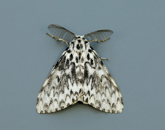72.010 BF2033 Black Arches Lymantria monacha