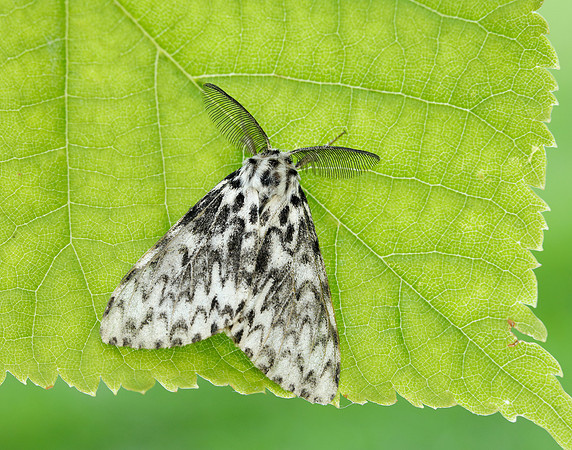 72.010 BF2033 Black Arches Lymantria monacha
