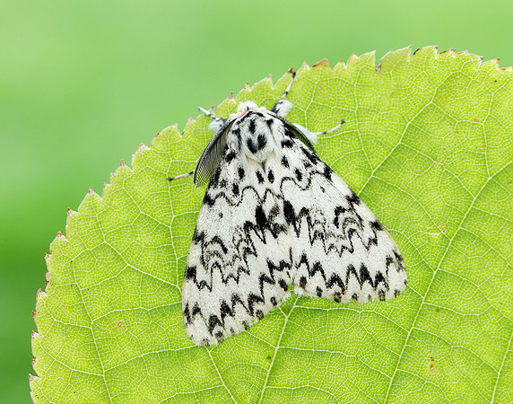 72.010 BF2033 Black Arches Lymantria monacha