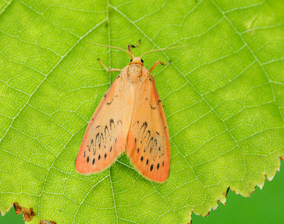 72.035 BF2037 Rosy Footman Miltochrista miniata