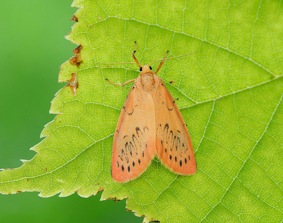 72.035 BF2037 Rosy Footman Miltochrista miniata
