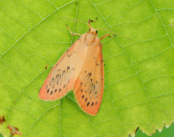 72.035 BF2037 Rosy Footman Miltochrista miniata