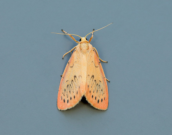 72.035 BF2037 Rosy Footman Miltochrista miniata