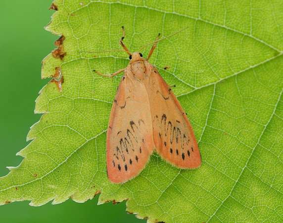 72.035 BF2037 Rosy Footman Miltochrista miniata
