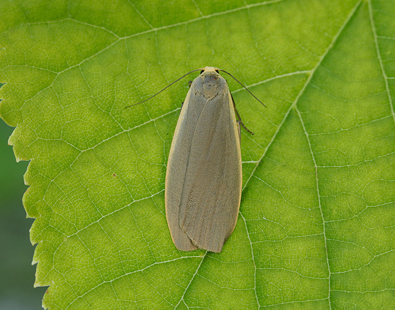 72.044 BF2044 Dingy Footman Eilema griseola
