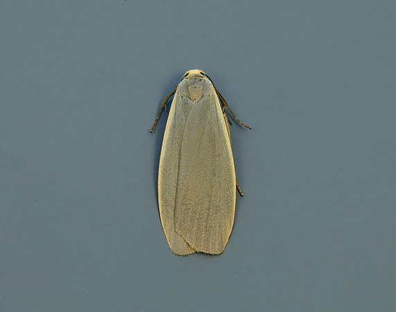 72.044 BF2044 Dingy Footman Eilema griseola