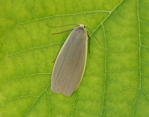 72.044 BF2044 Dingy Footman Eilema griseola