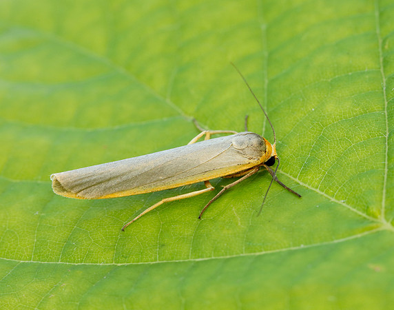 72.046 BF2047 Scarce Footman Eilema complana
