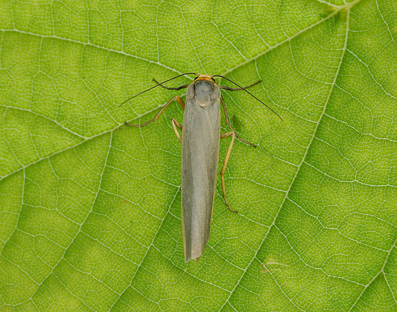 72.046 BF2047 Scarce Footman Eilema complana