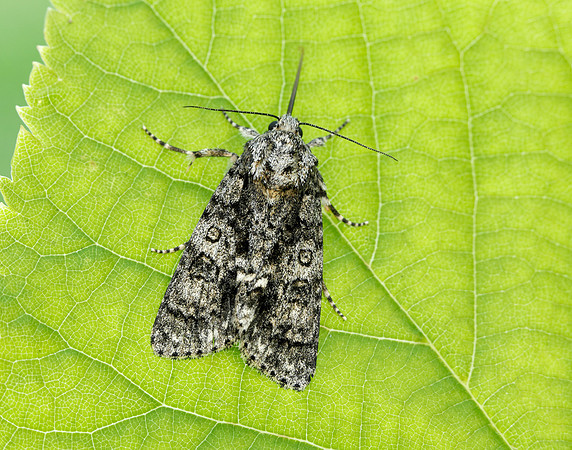 73.045 BF2289 Knot Grass Acronicta rumicis