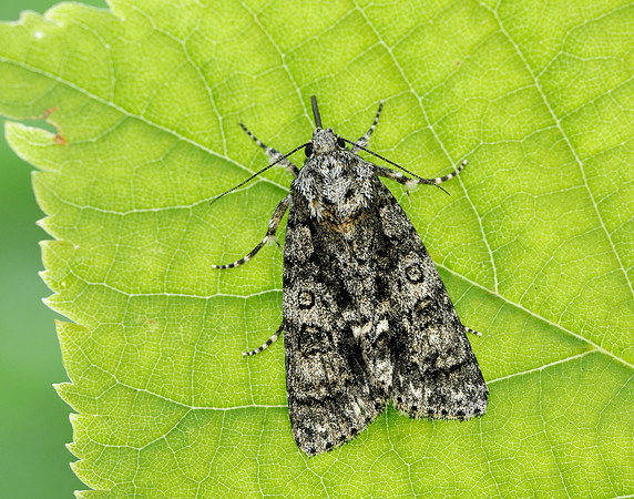 73.045 BF2289 Knot Grass Acronicta rumicis