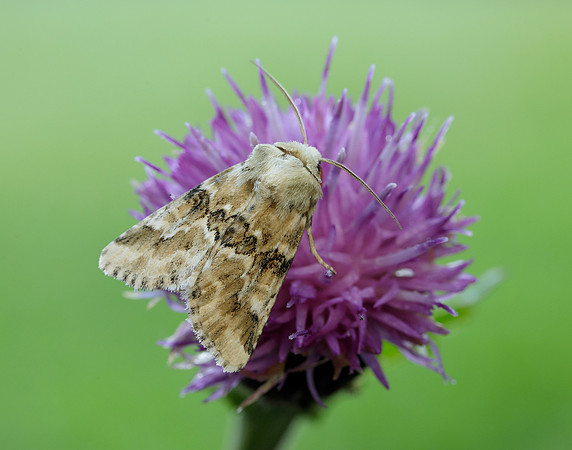 73.120 BF2352 Dusky Sallow Eremobia ochroleuca