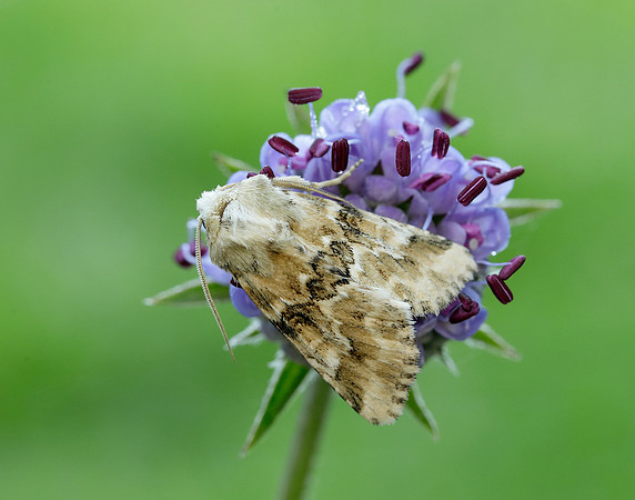 73.120 BF2352 Dusky Sallow Eremobia ochroleuca