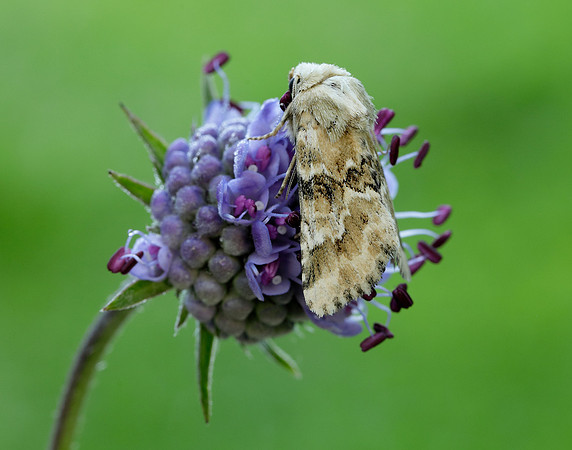 73.120 BF2352 Dusky Sallow Eremobia ochroleuca
