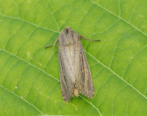 73.136 BF2369 Bulrush Wainscot Nonagria typhae