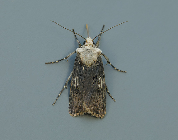 73.325 BF2092 Shuttle-shaped Dart Agrotis puta