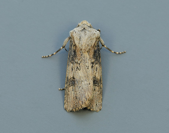 73.325 BF2092 Shuttle-shaped Dart Agrotis puta