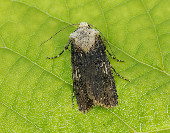 73.325 BF2092 Shuttle-shaped Dart Agrotis puta