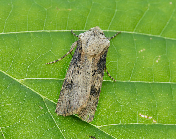 73.325 BF2092 Shuttle-shaped Dart Agrotis puta
