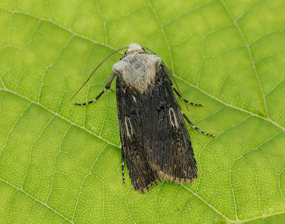 73.325 BF2092 Shuttle-shaped Dart Agrotis puta