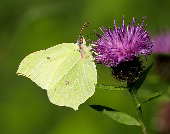 Brimstone Gonepteryx rhamni