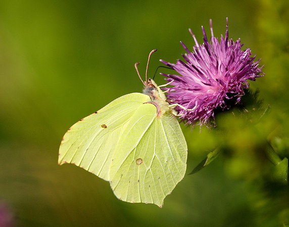 Brimstone Gonepteryx rhamni