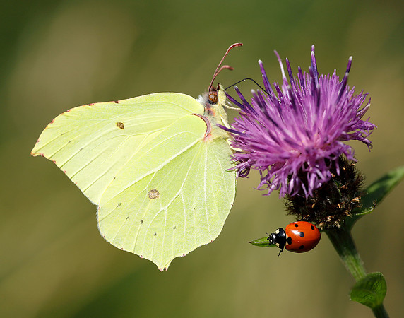 Brimstone Gonepteryx rhamni