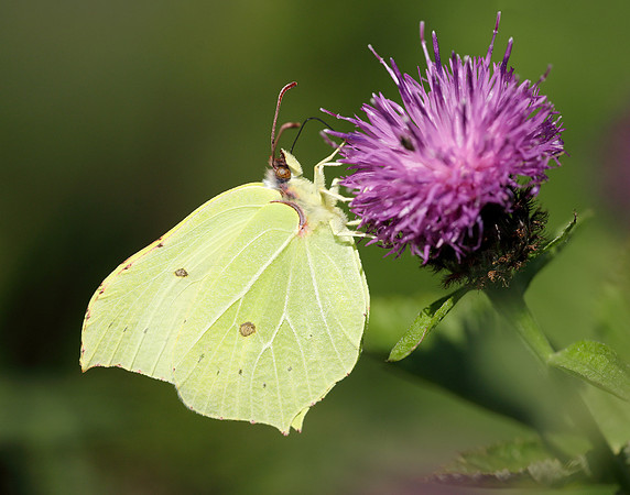 Brimstone Gonepteryx rhamni