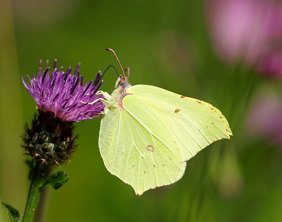 Brimstone Gonepteryx rhamni