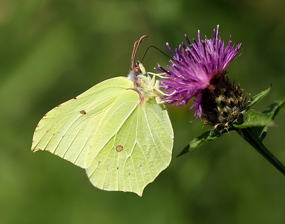 Brimstone Gonepteryx rhamni