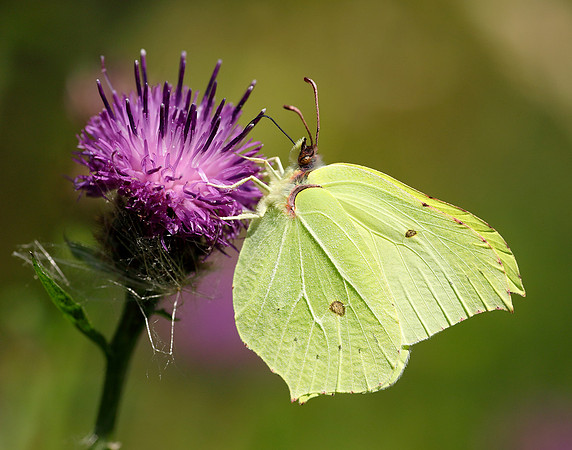 Brimstone Gonepteryx rhamni