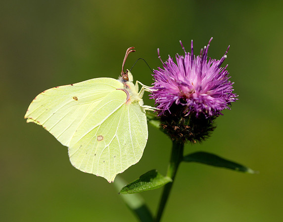 Brimstone Gonepteryx rhamni