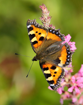 Small Tortoiseshell Aglais urticae