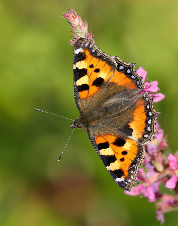 Small Tortoiseshell Aglais urticae