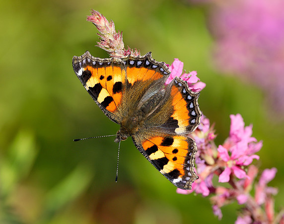 Small Tortoiseshell Aglais urticae
