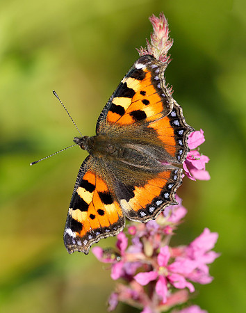 Small Tortoiseshell Aglais urticae