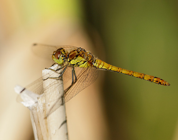 Common Darter Sympetrum striolatum