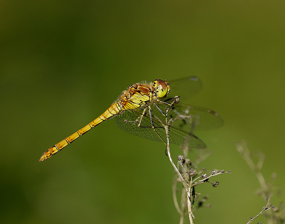 Common Darter Sympetrum striolatum
