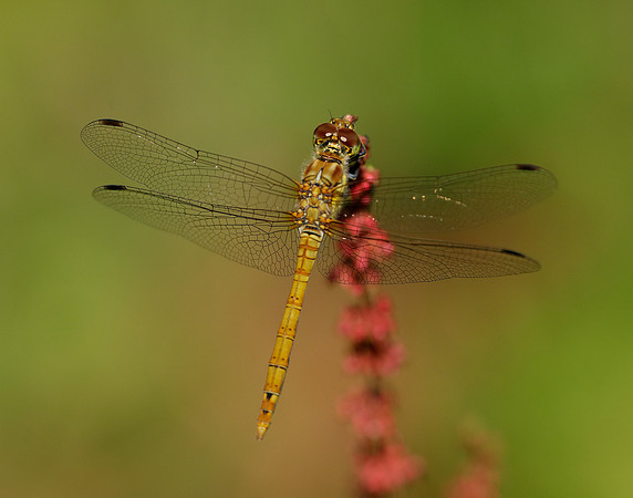 Common Darter Sympetrum striolatum