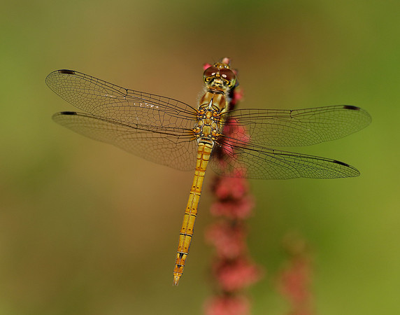 Common Darter Sympetrum striolatum