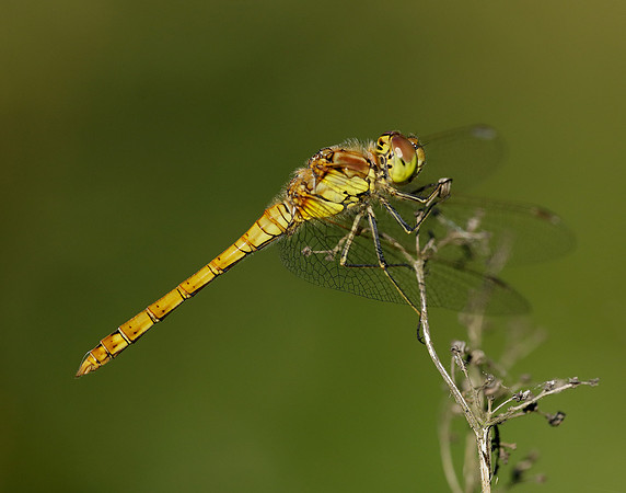 Common Darter Sympetrum striolatum