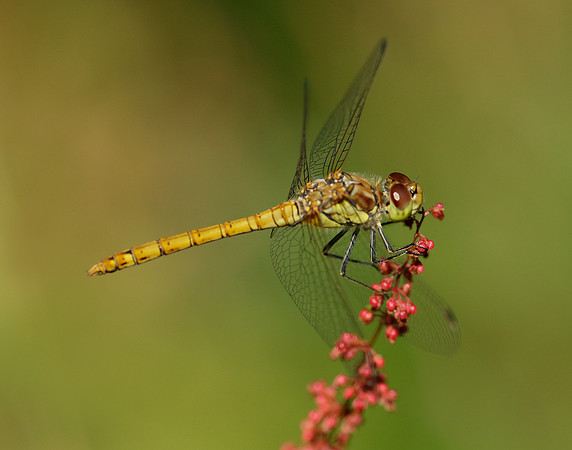 Common Darter Sympetrum striolatum