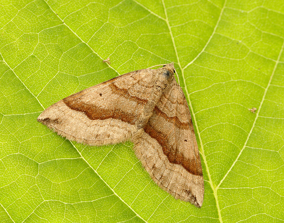 70.045 BF1732 Shaded Broad-bar Scotopteryx chenopodiata