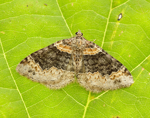 70.052 BF1725 Dark-barred Twin-spot Carpet Xanthorhoe ferrugata
