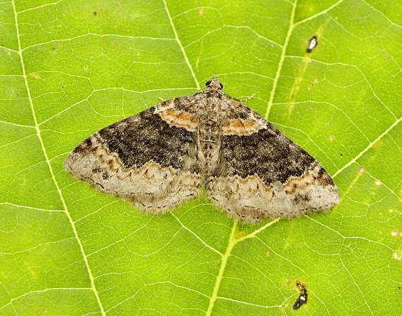 70.052 BF1725 Dark-barred Twin-spot Carpet Xanthorhoe ferrugata
