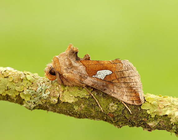 73.018 BF2444 Gold Spangle Autographa bractea