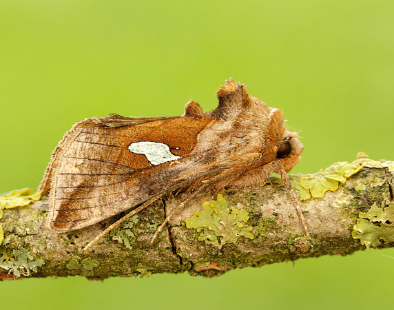 73.018 BF2444 Gold Spangle Autographa bractea