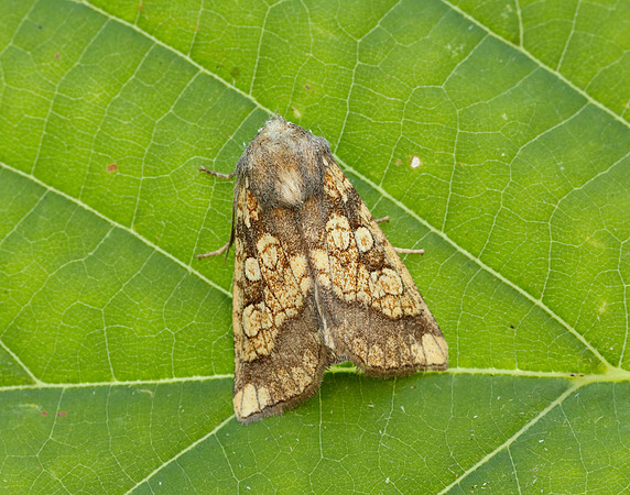 73.121 BF2364 Frosted Orange Gortyna flavago